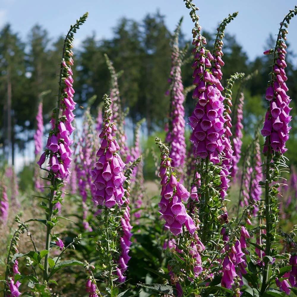 Manusa de Vulpe Purpurea