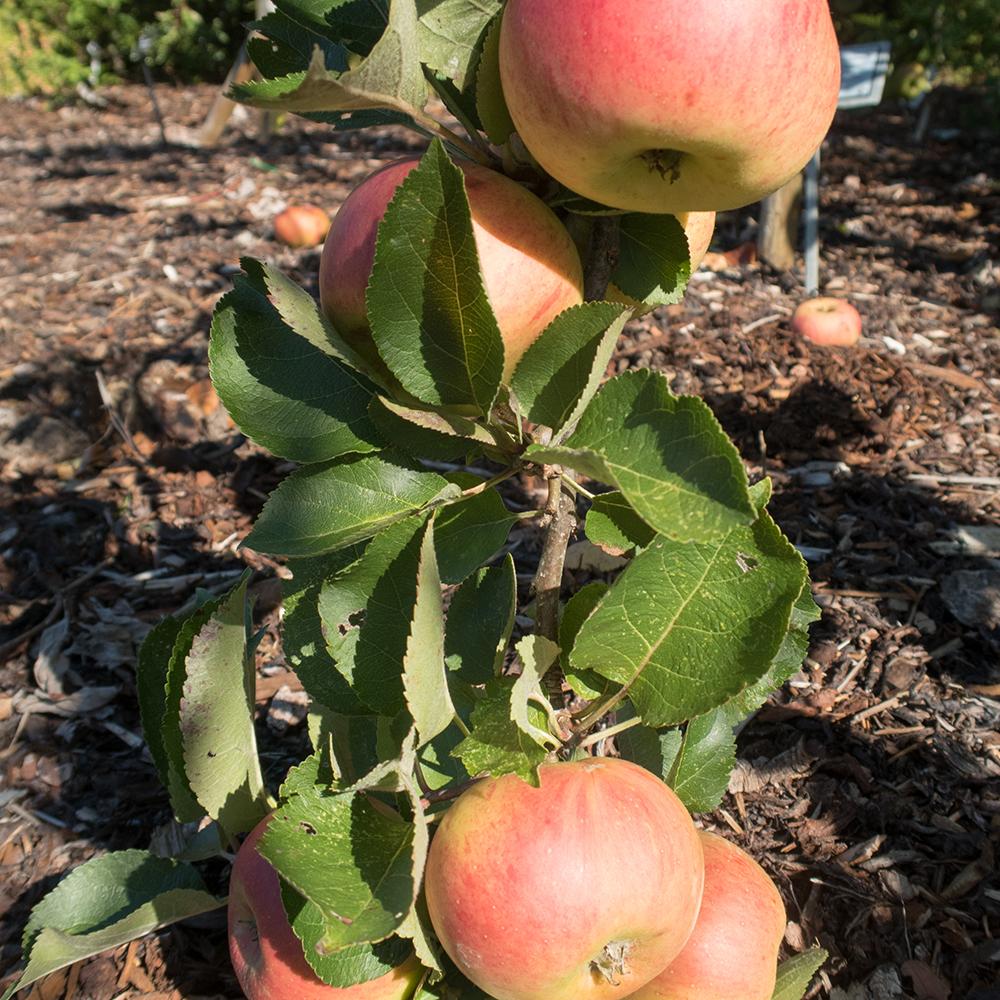Mar Bramley'S Seeding