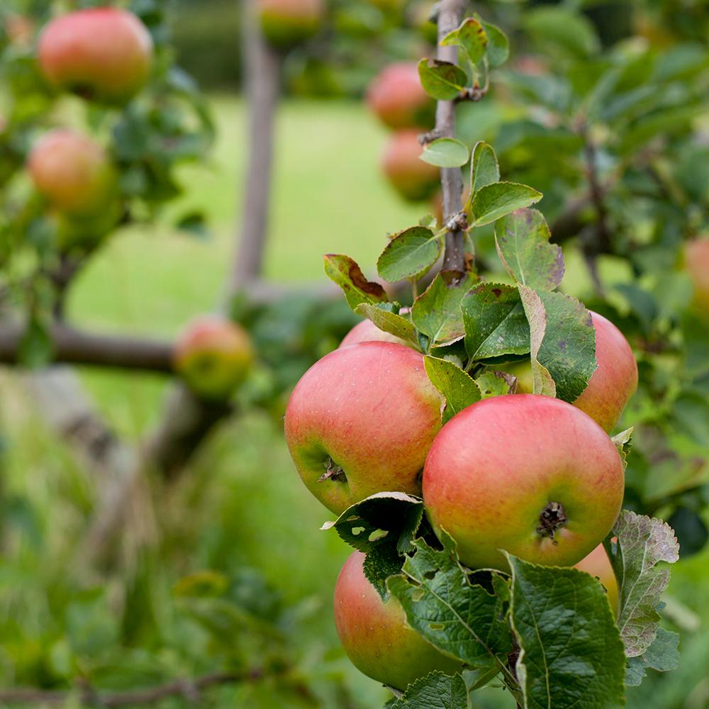 Mar Bramley'S Seeding