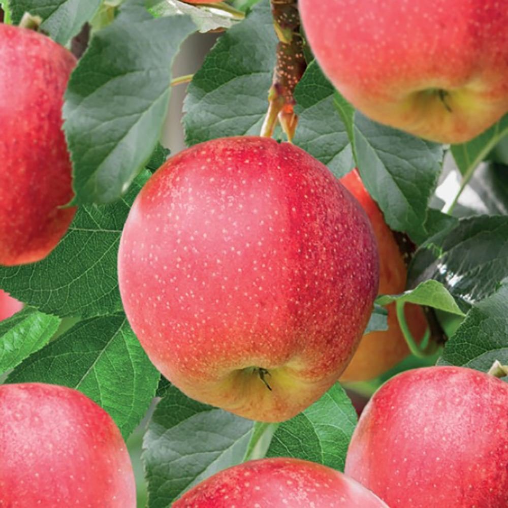 Mar Gala (Malus Royal), fructe dulci cu usoare note de vanilie si condimente