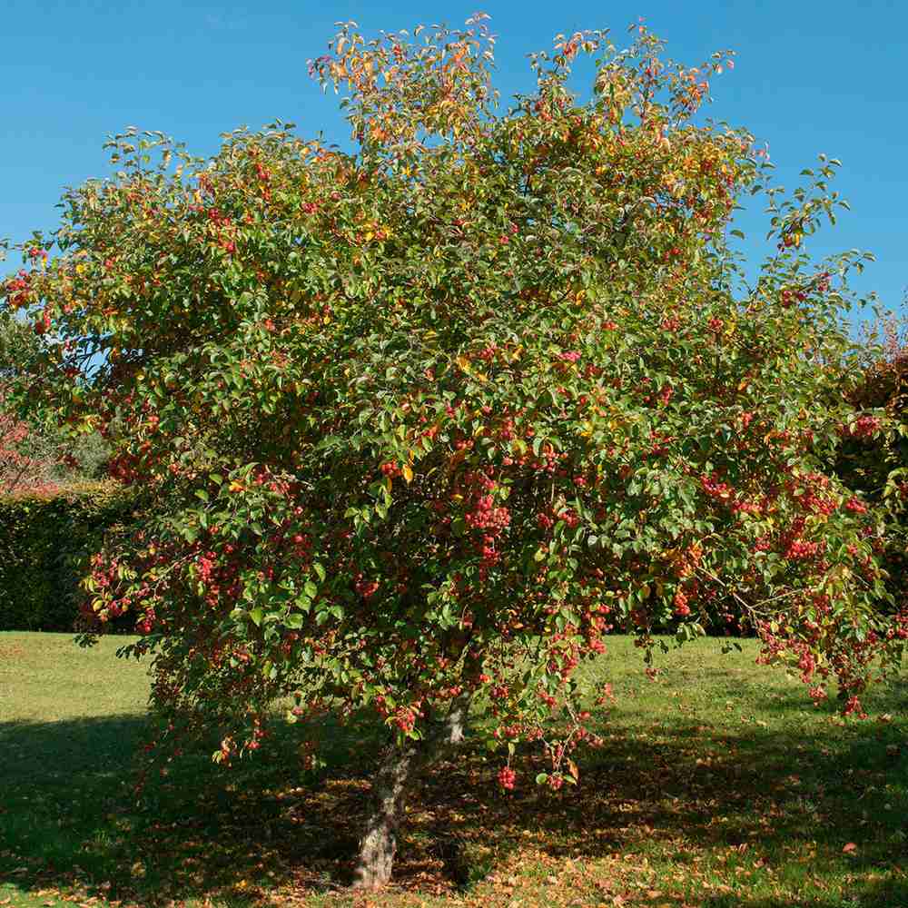 Mar Jonagold (Malus domestica), cu fructe dulci-acrisor