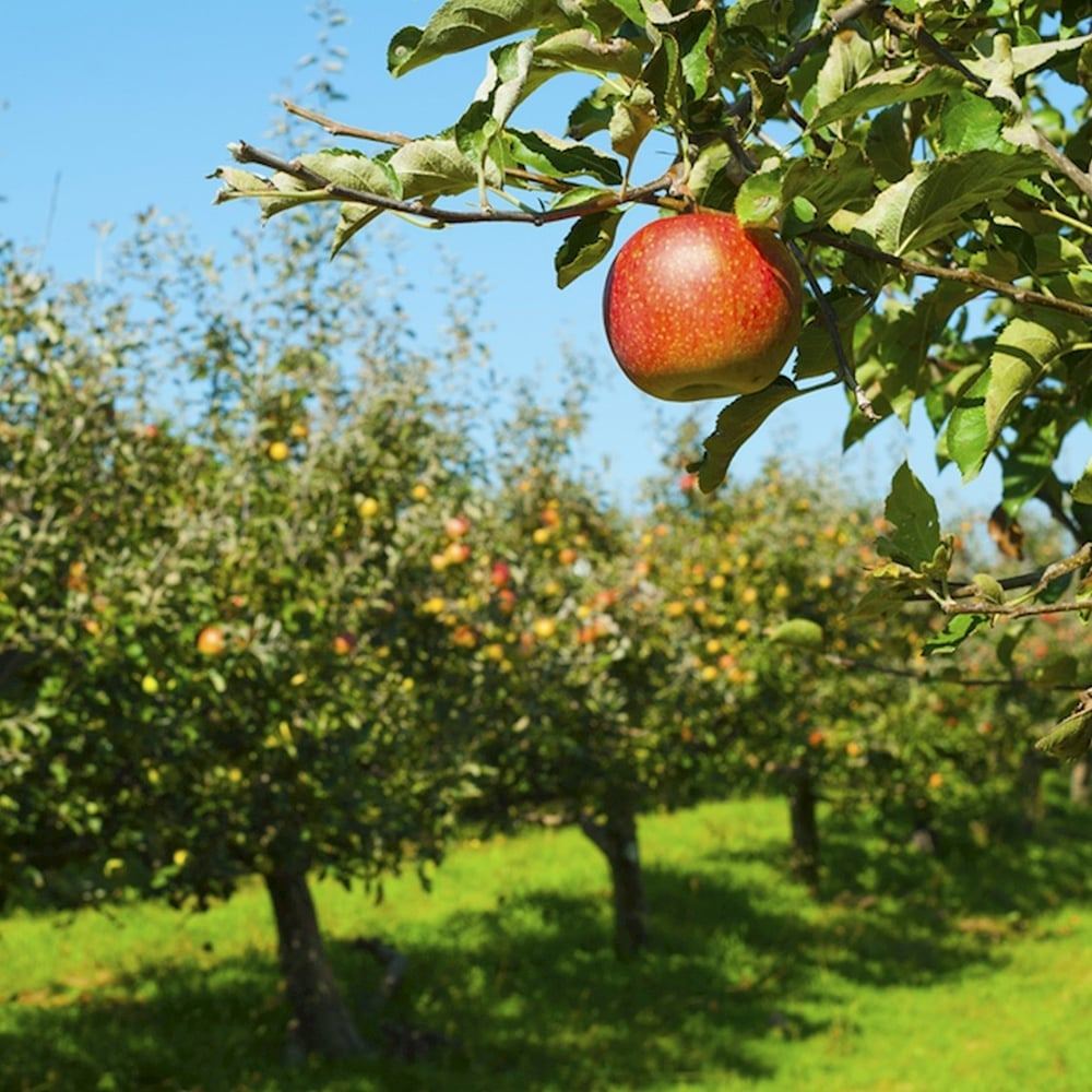 Mar Jonagold (Malus domestica), cu fructe dulci-acrisor