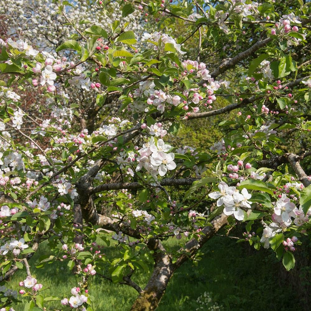 Mar Rode Boskoop (Malus), cu fructe dulci rosii