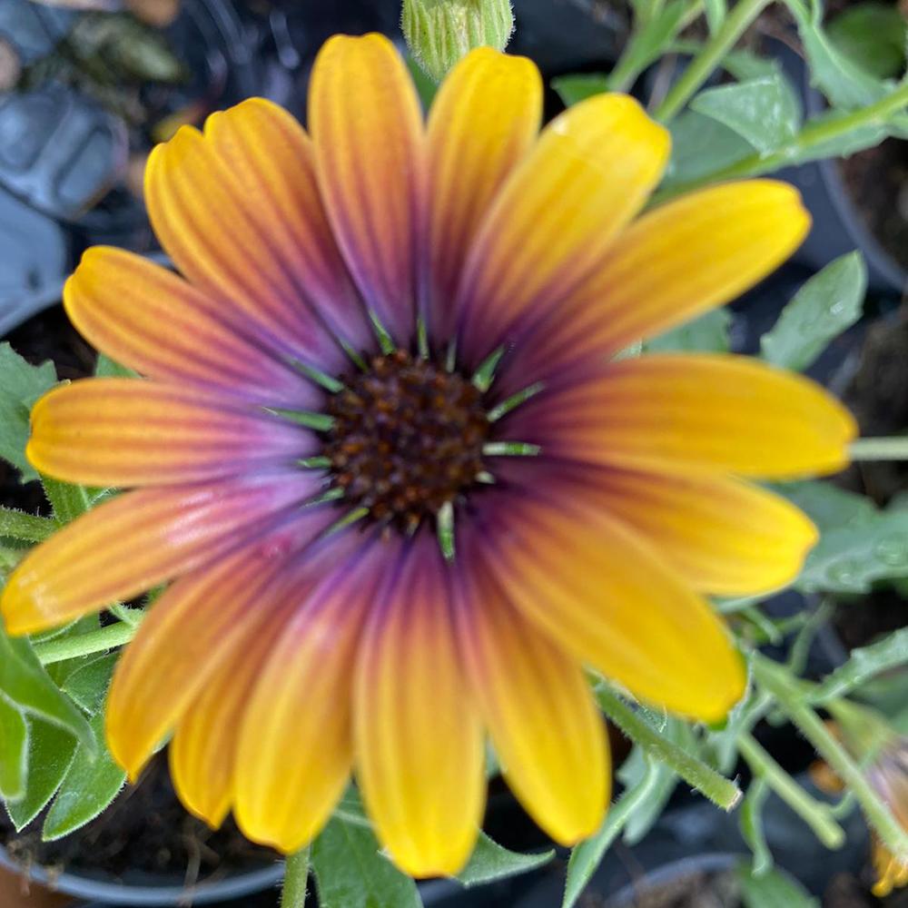 Margareta Cape Galbena