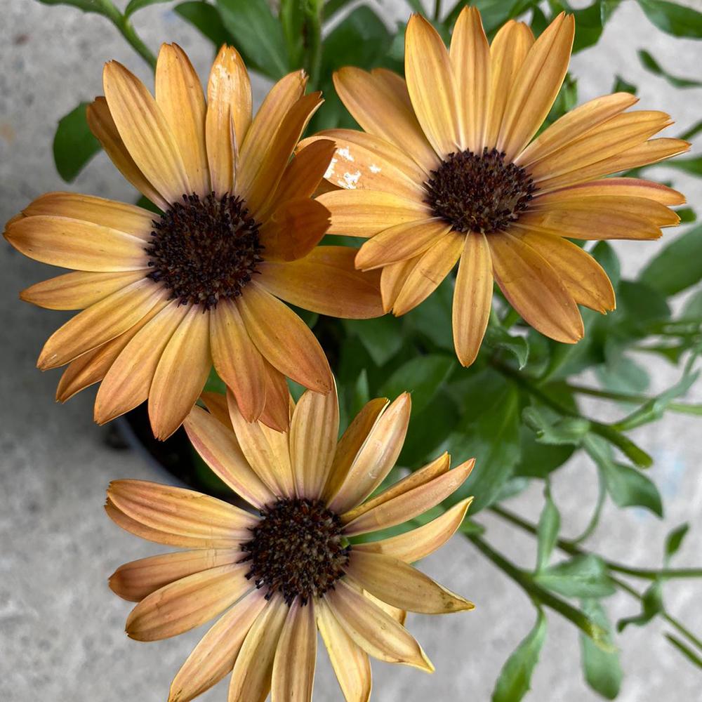 Margareta Cape Portocalie