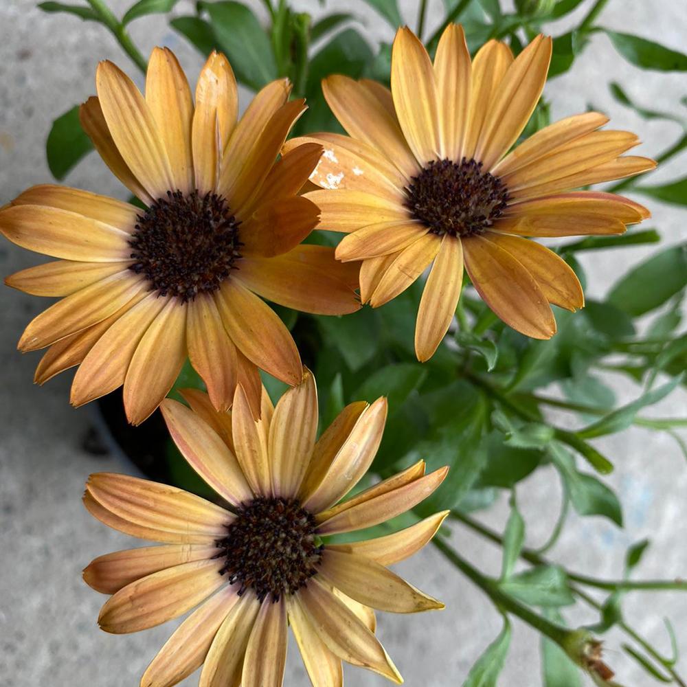 Margareta Cape Portocalie