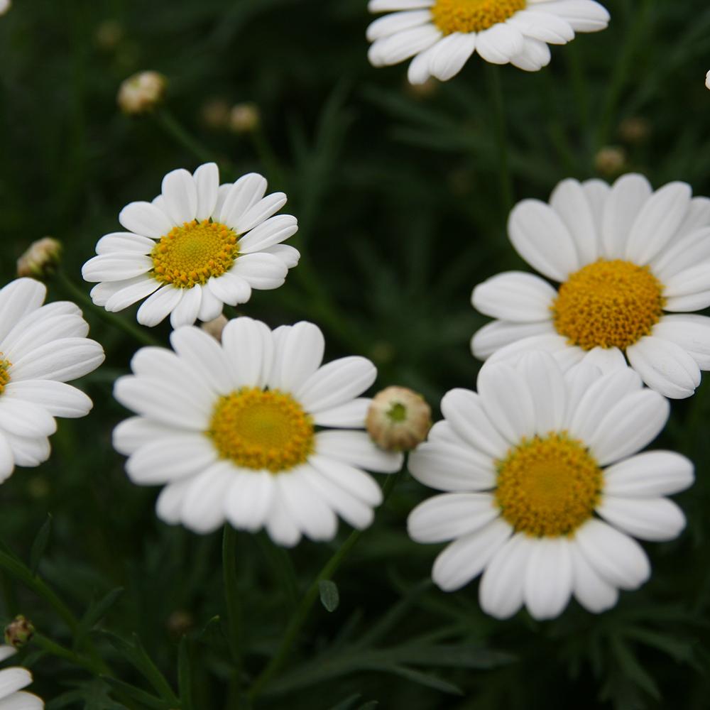 Margareta de Paris - Alb