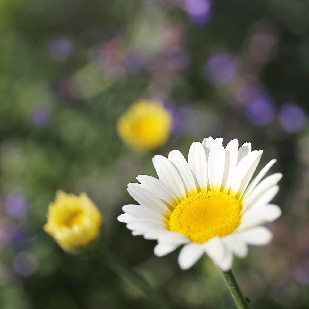 Margareta de Paris - Alb