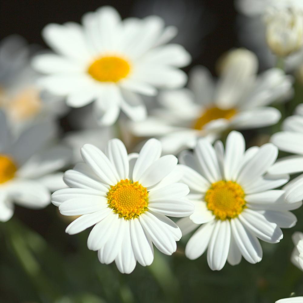 Margareta de Paris - Alb