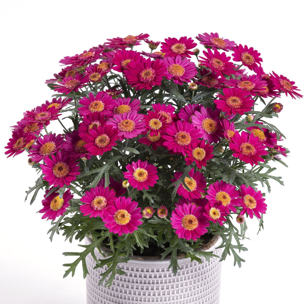 Margareta de Paris - Grena