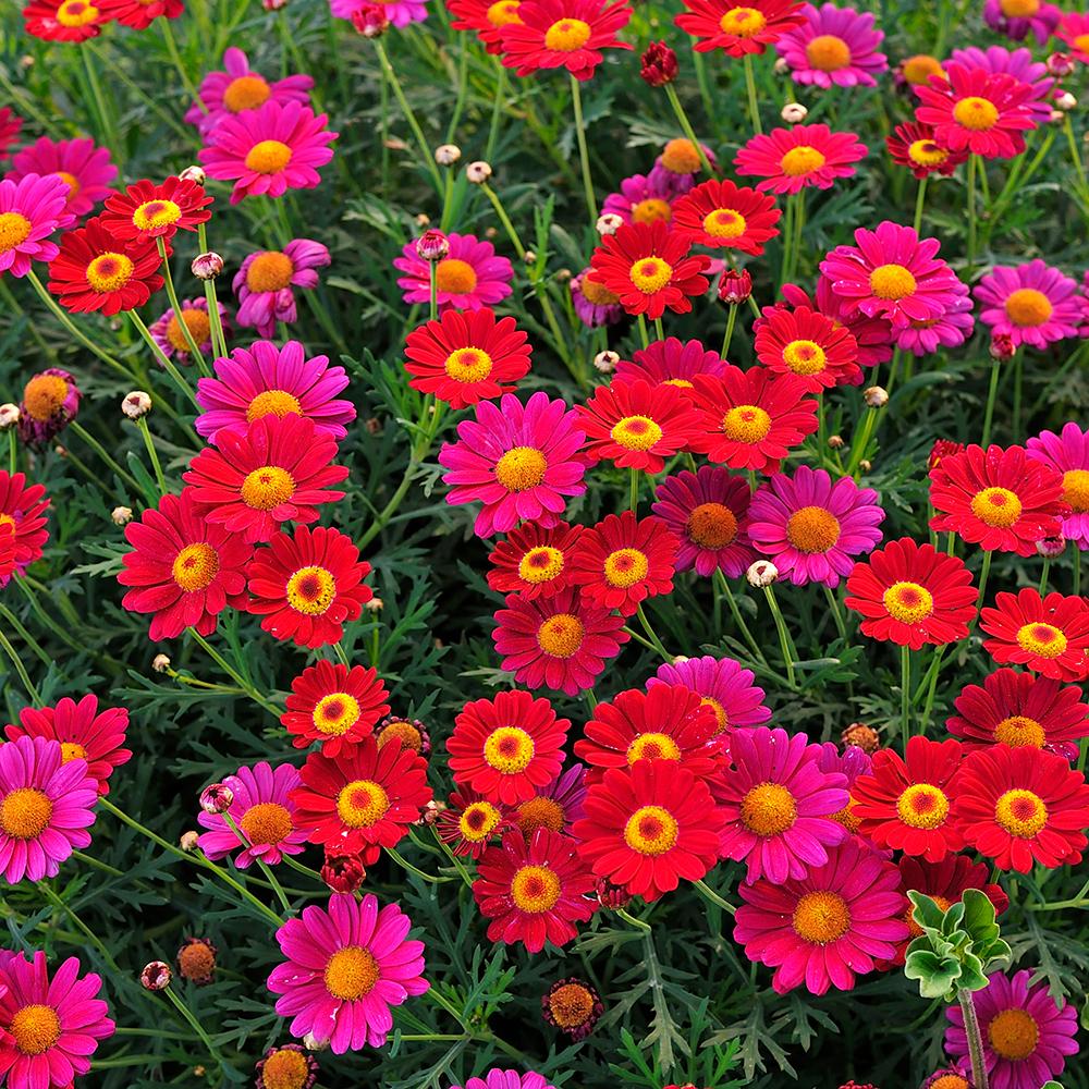 Margareta de Paris - Rosu