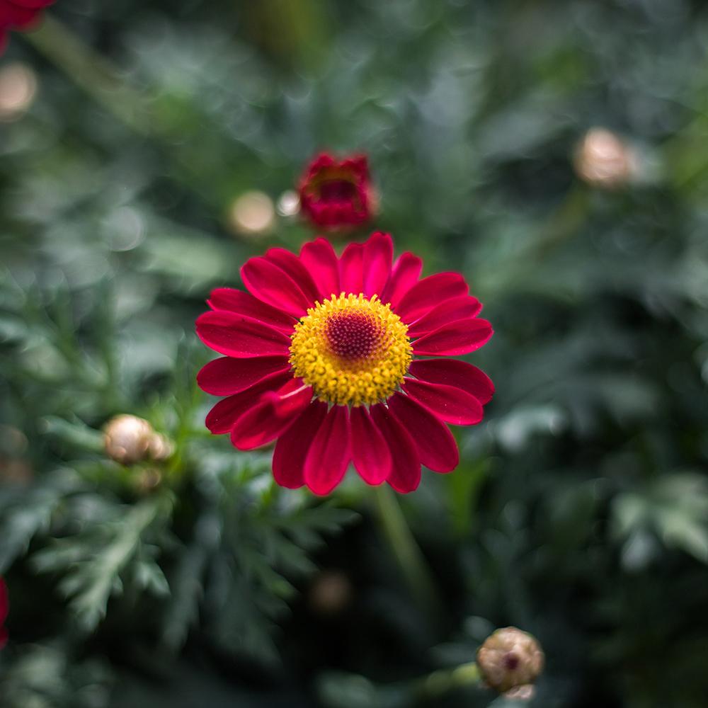 Margareta de Paris - Rosu