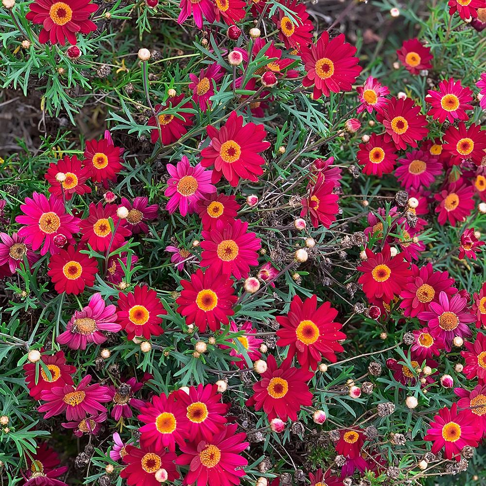 Margareta de Paris - Rosu