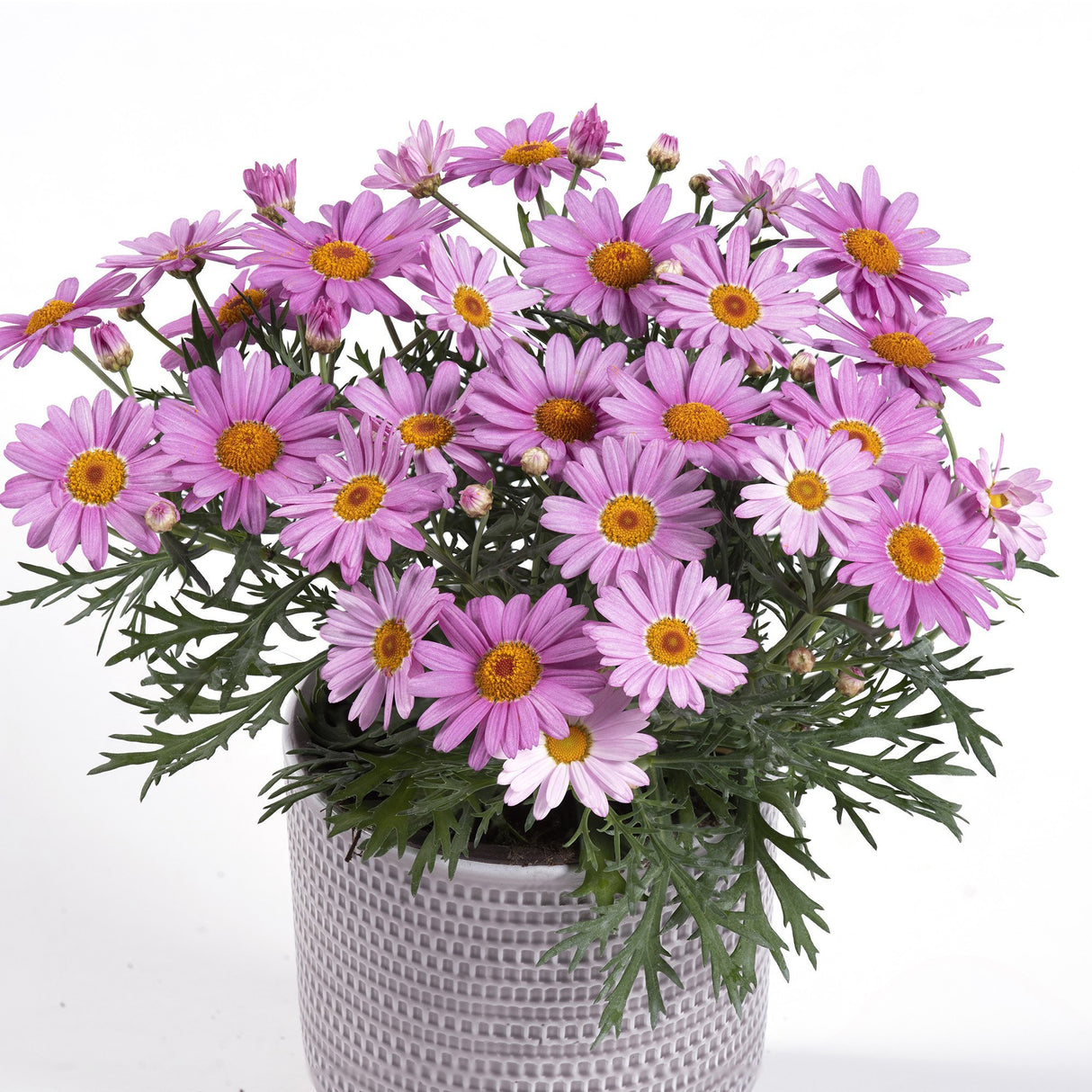 Margareta de Paris - Roz