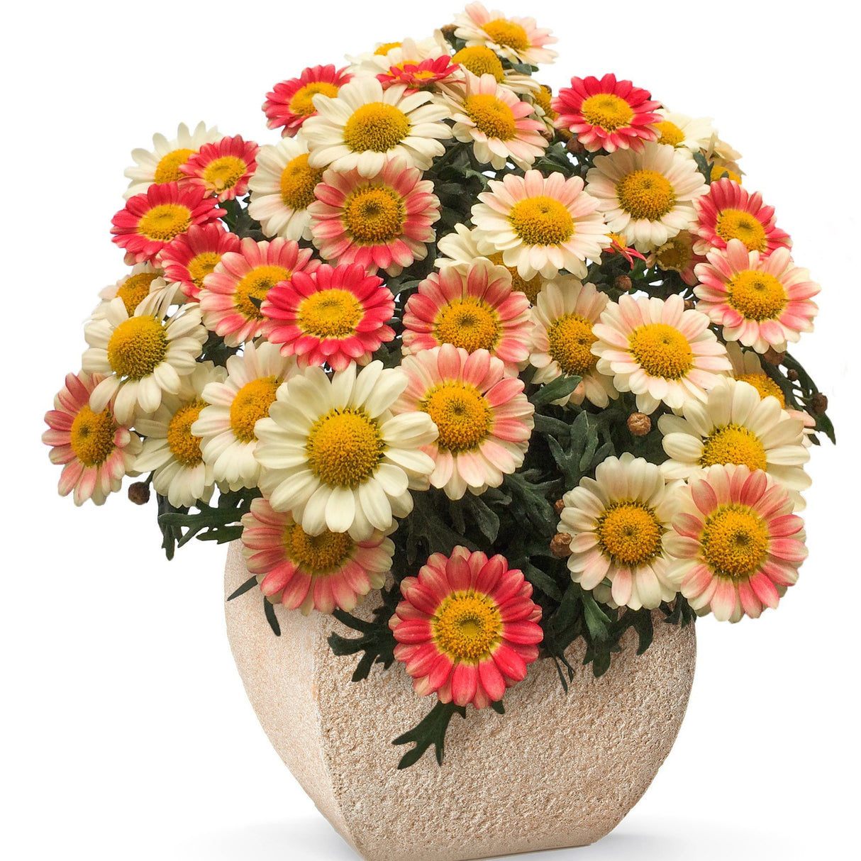 Margareta de Paris - Roz Deschis