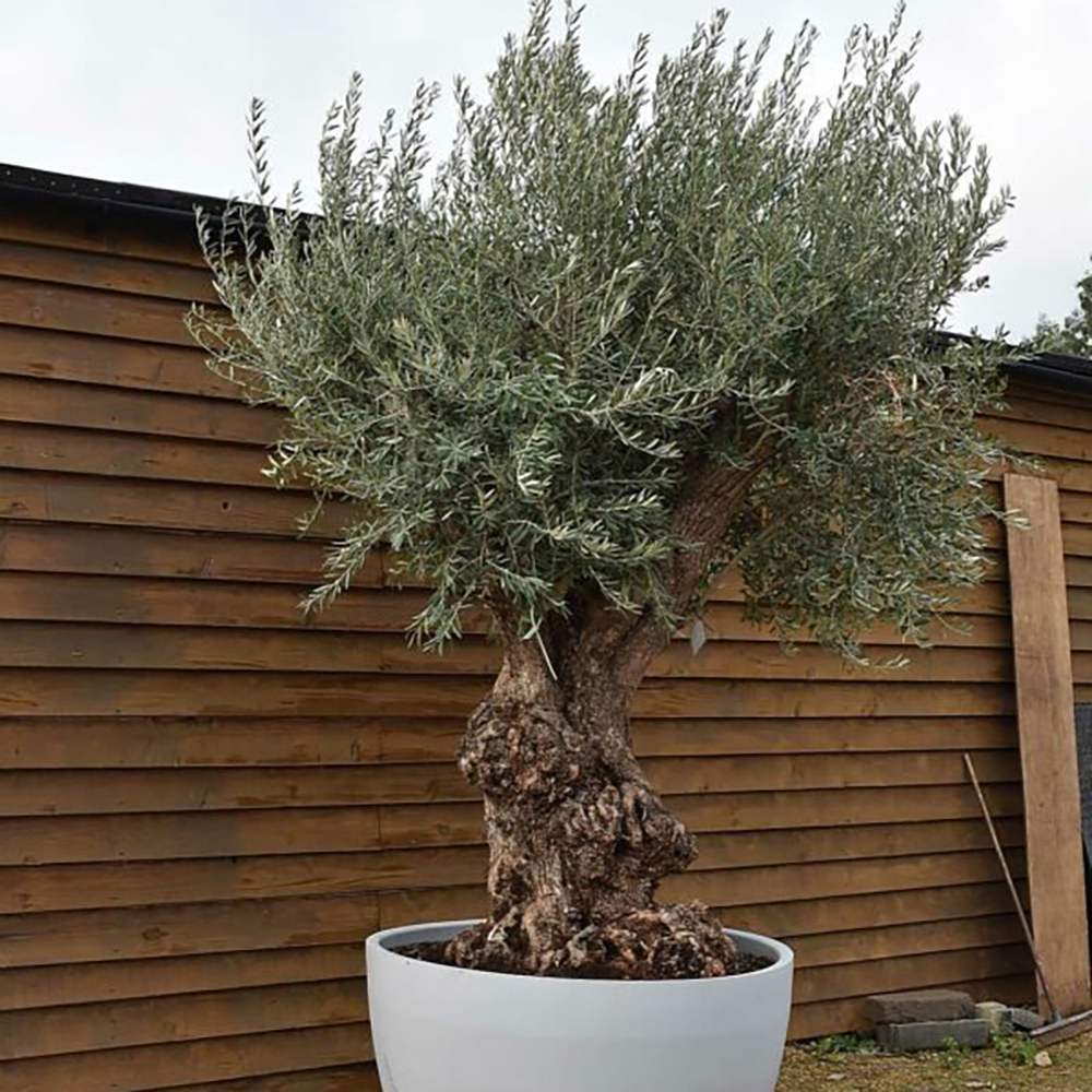 Maslin Bonsai Stravechi (100 Ani) 180 cm, aclimatizat