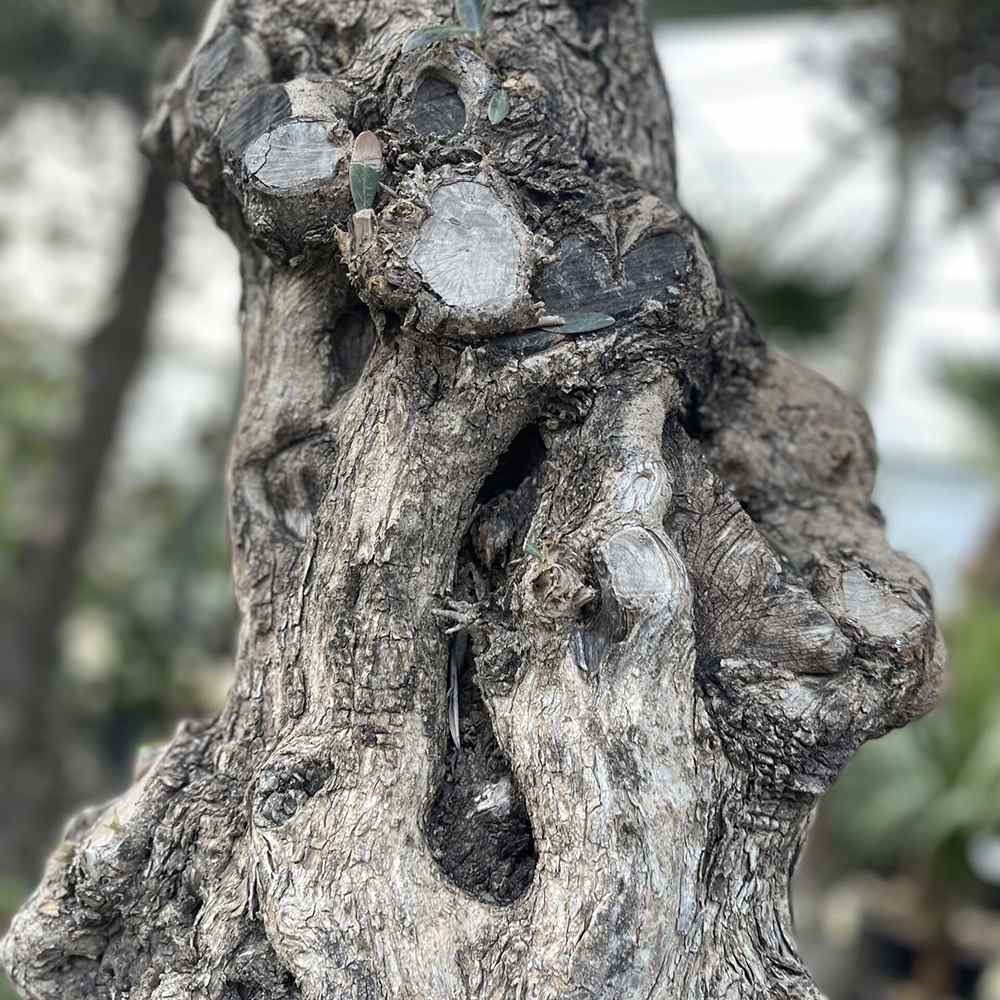 Maslin Bonsai Stravechi (100 Ani) 180 cm, aclimatizat