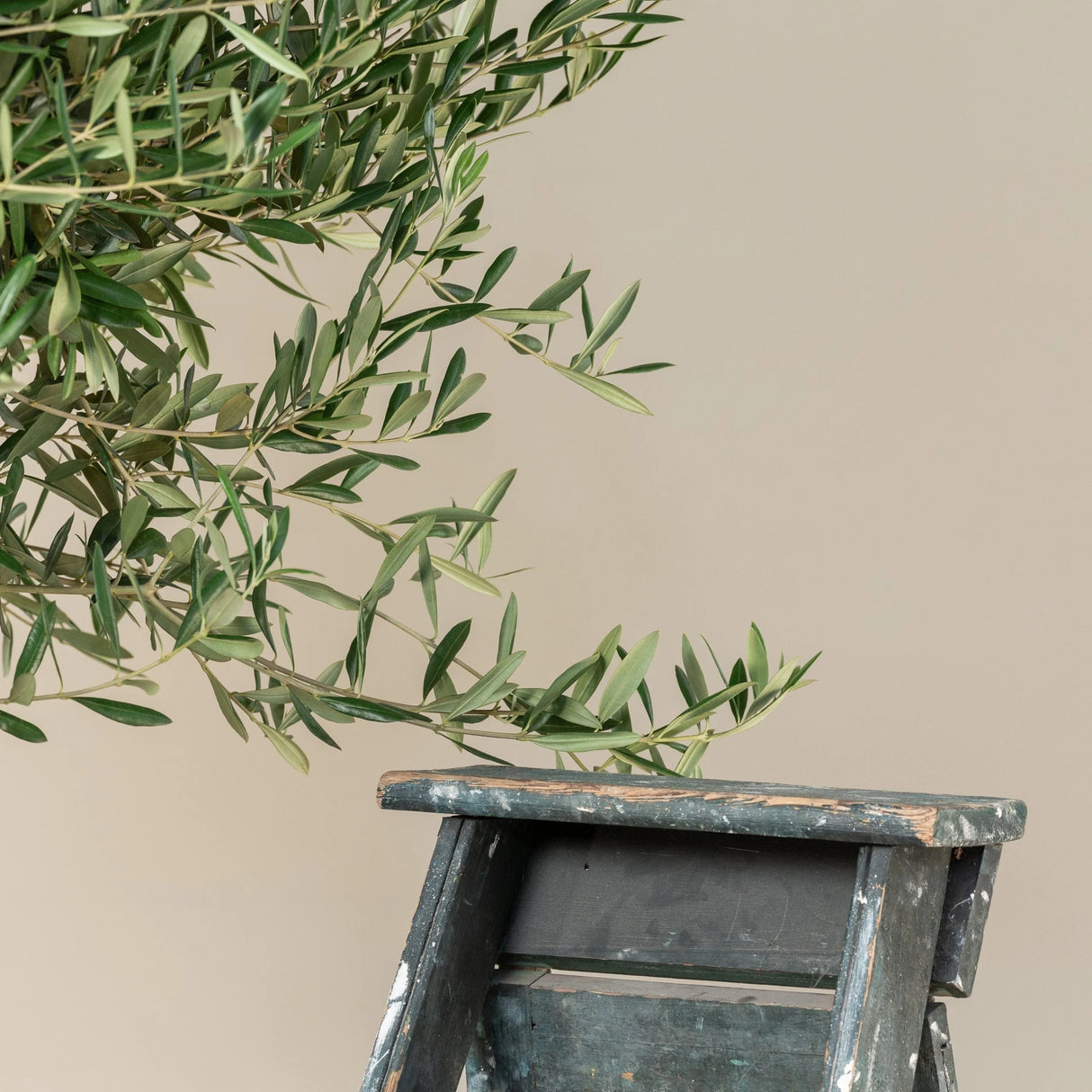 Maslin European 120 cm, aclimatizat