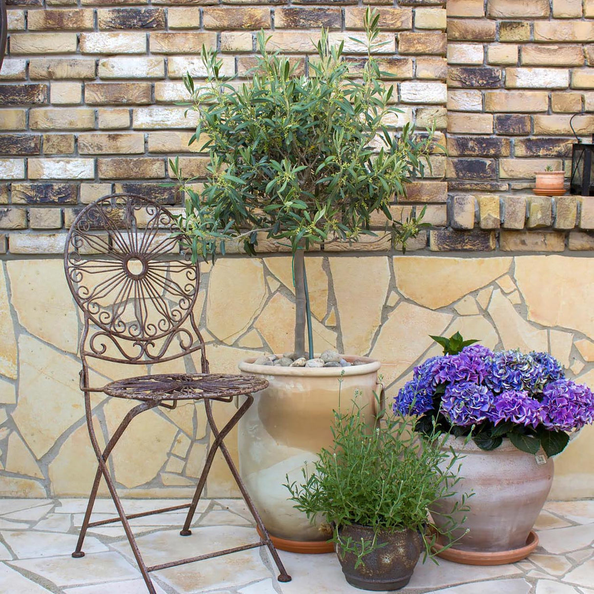 Maslin European 120 cm, aclimatizat