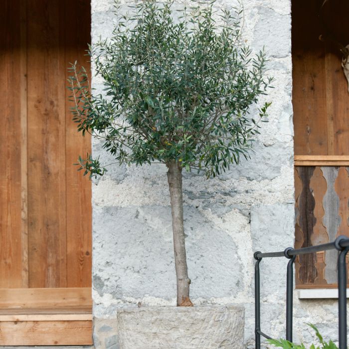 Maslin European 120 cm, aclimatizat