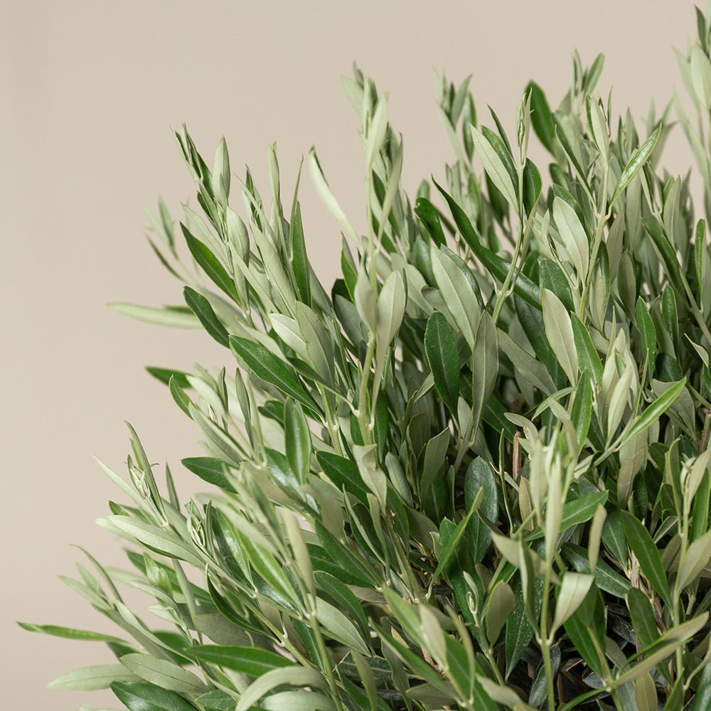 Maslin European 60 cm, aclimatizat