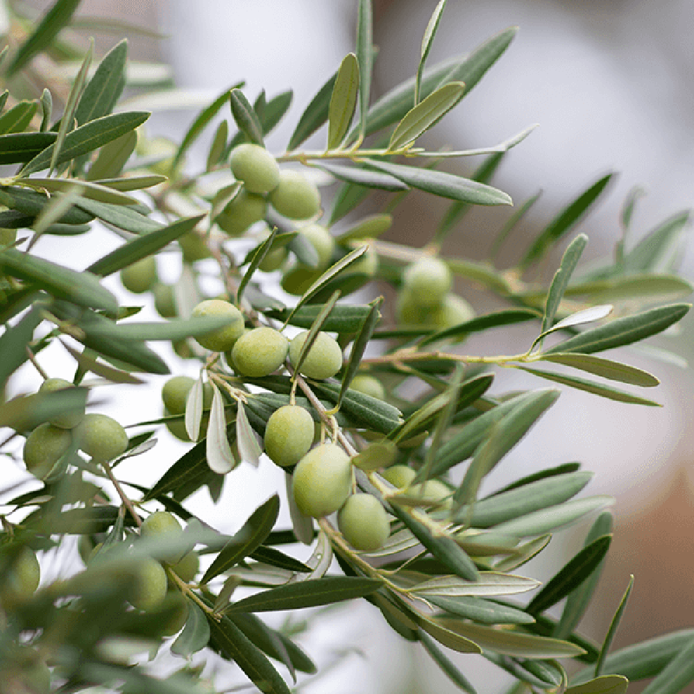 Maslin European 60-70 cm, aclimatizat