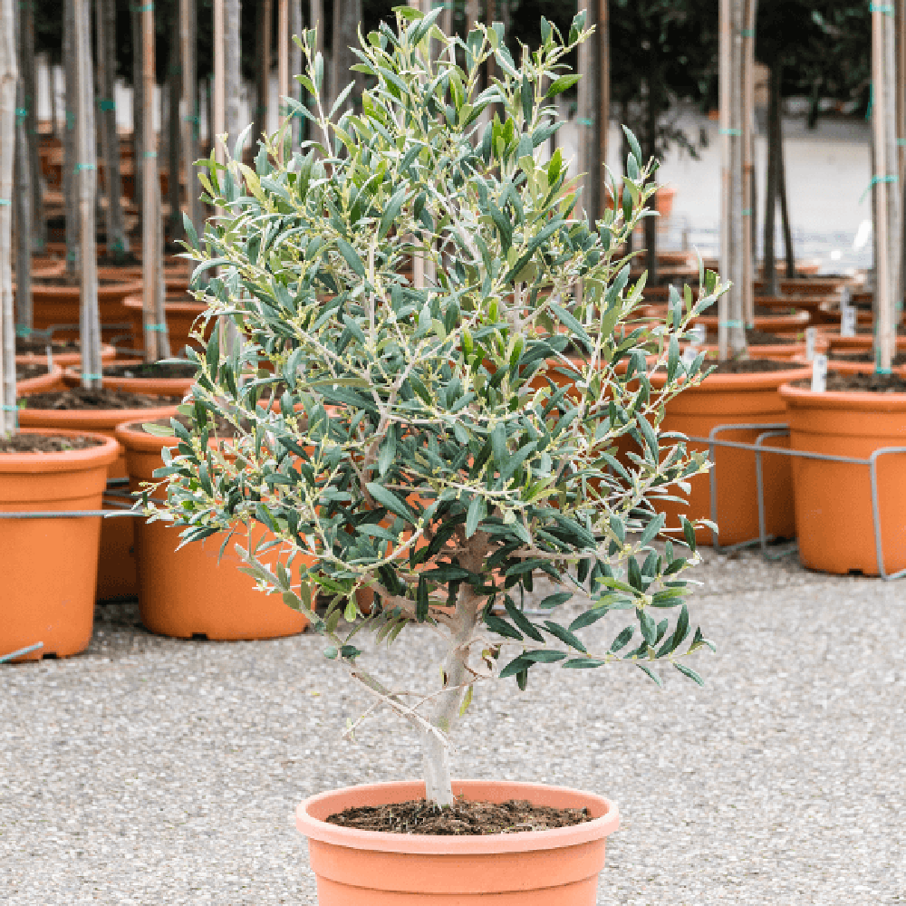 Maslin European 60-70 cm, aclimatizat