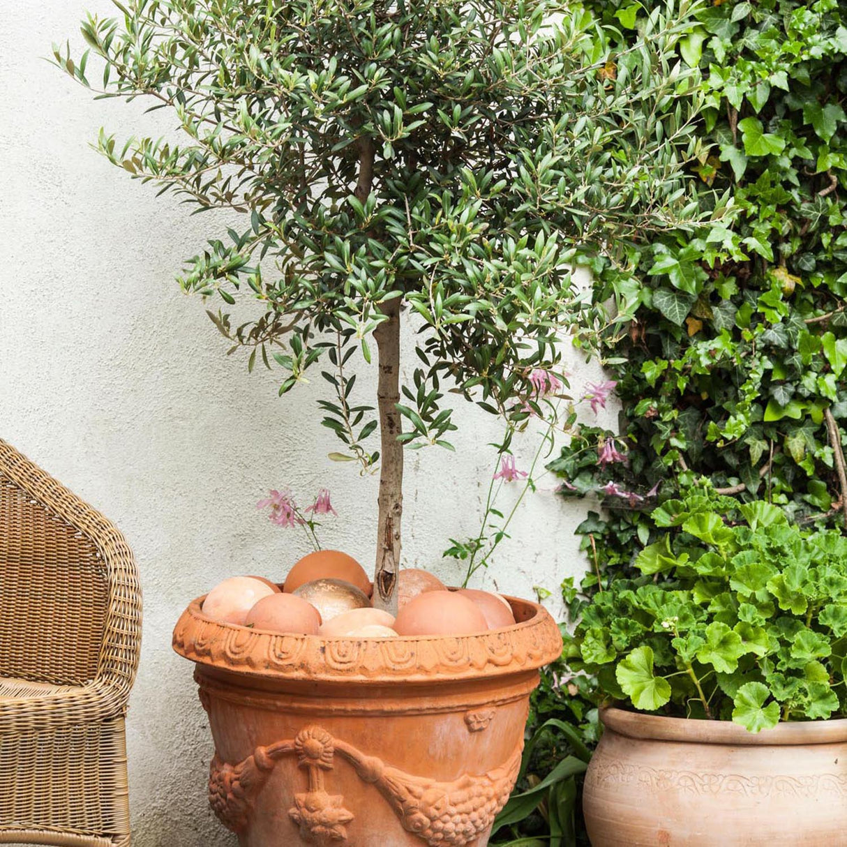 Maslin European 60-70 cm, aclimatizat