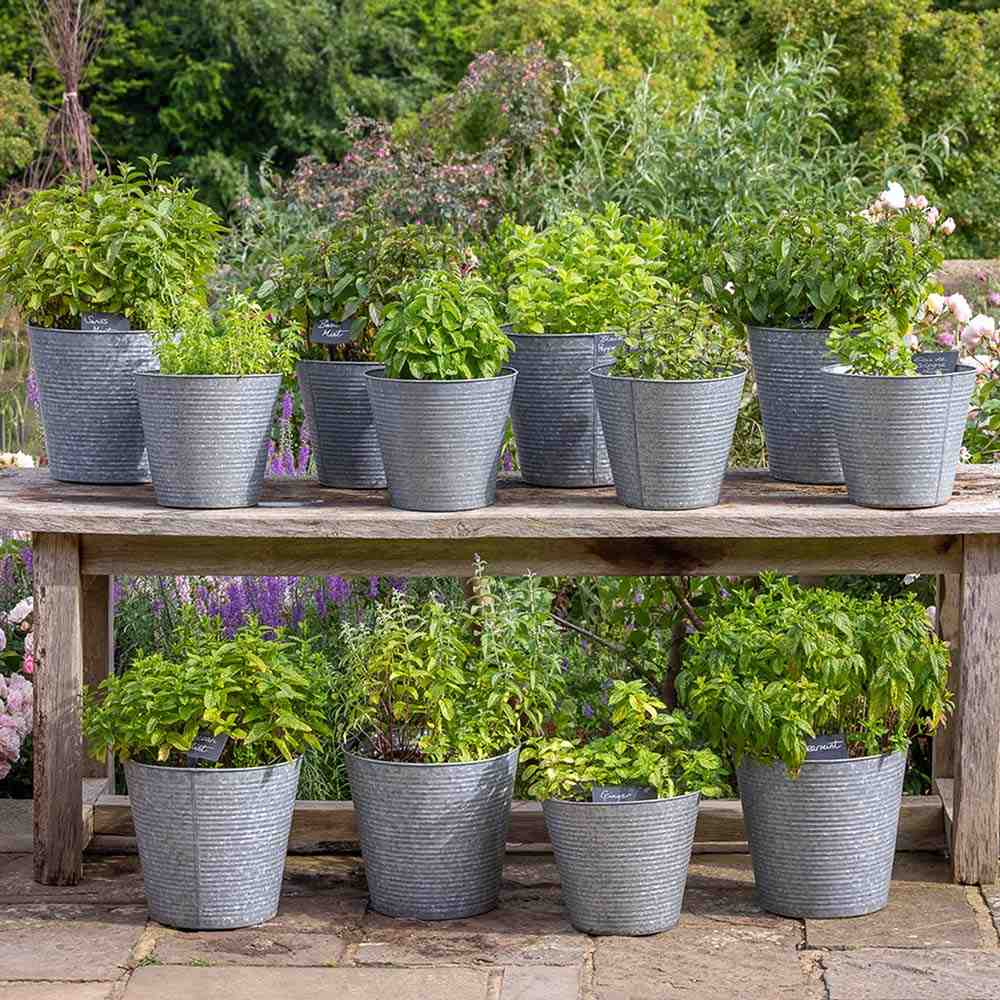 Menta Marocana la ghiveci (Mentha spicata Moroccan)