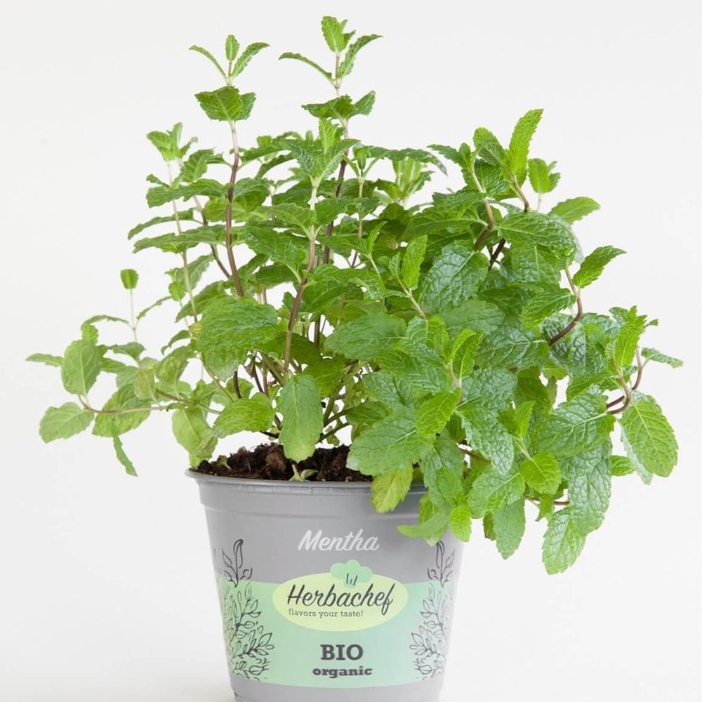 Menta Marocana la ghiveci (Mentha spicata Moroccan)