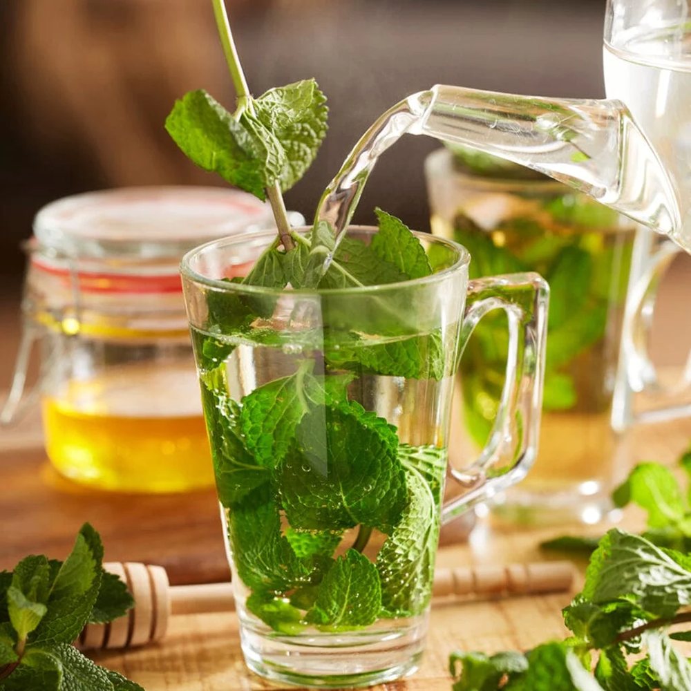 Menta Marocana la ghiveci (Mentha spicata Moroccan)