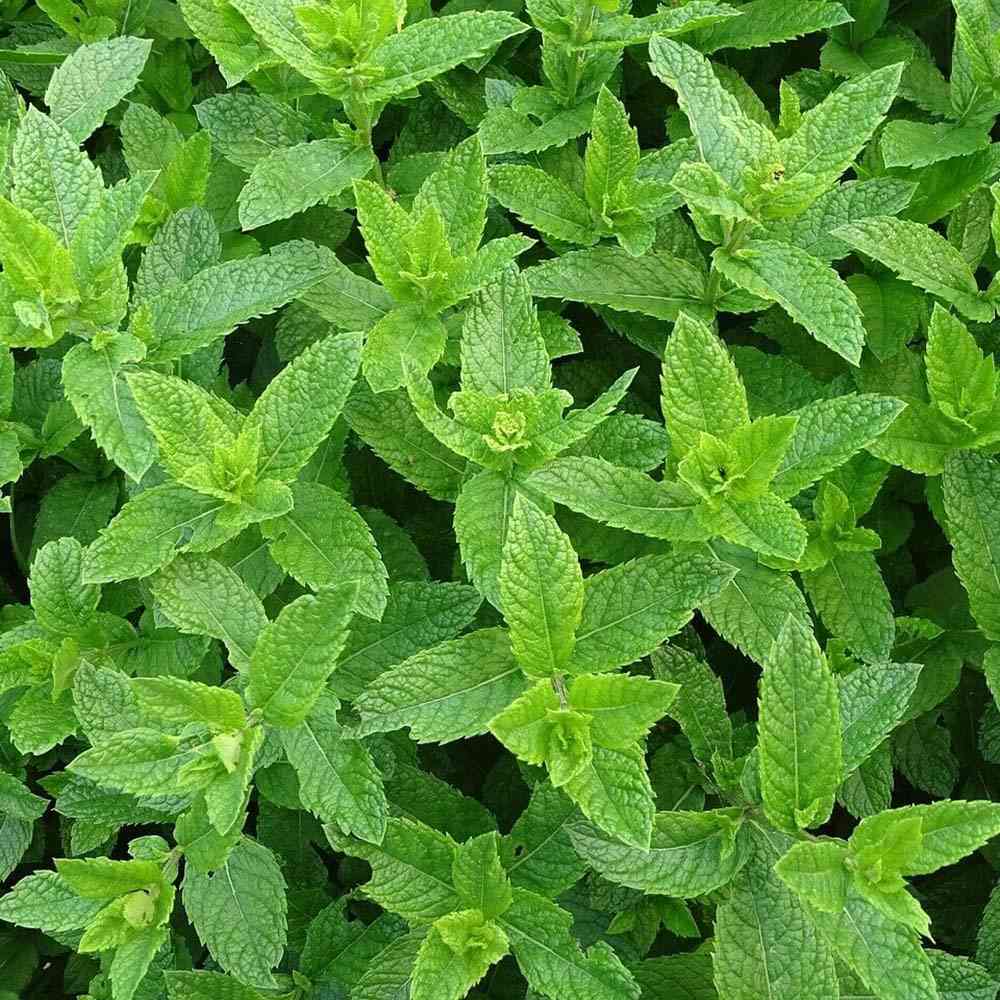 Menta Marocana la ghiveci (Mentha spicata Moroccan)