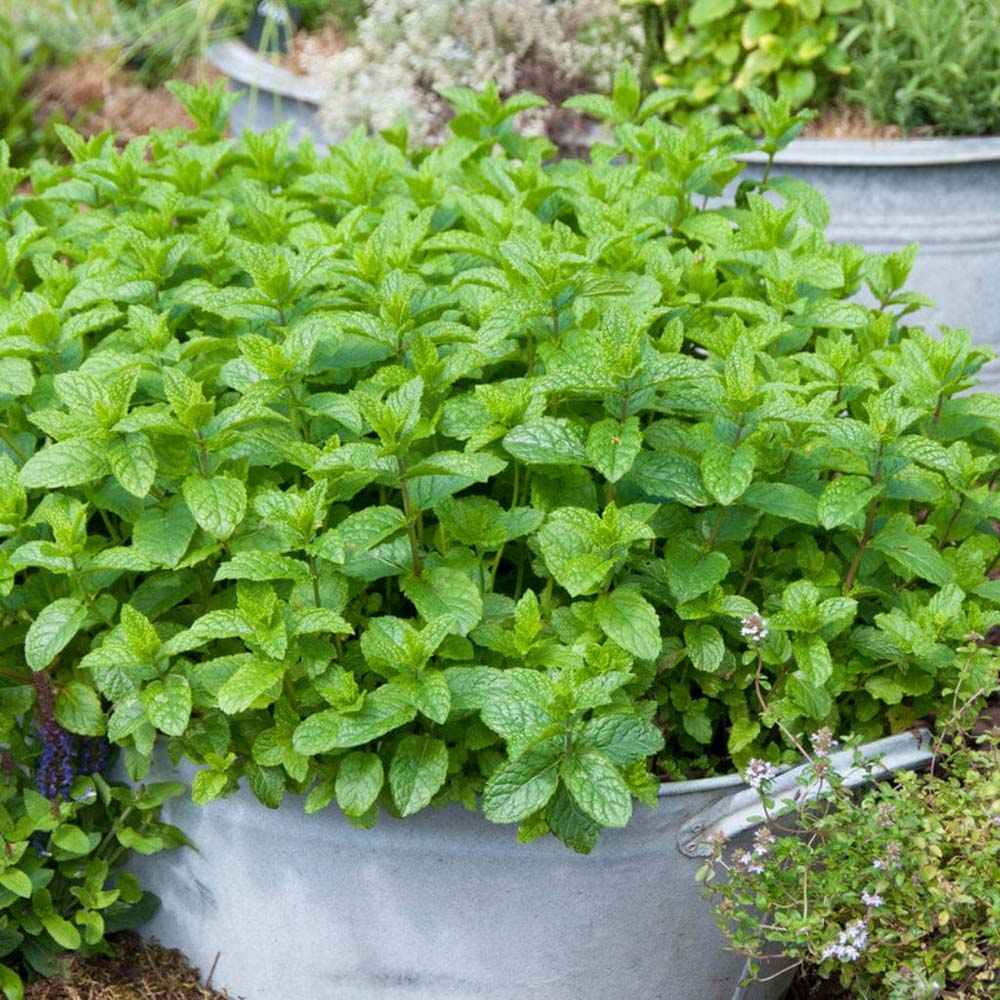 Menta Marocana la ghiveci (Mentha spicata Moroccan)