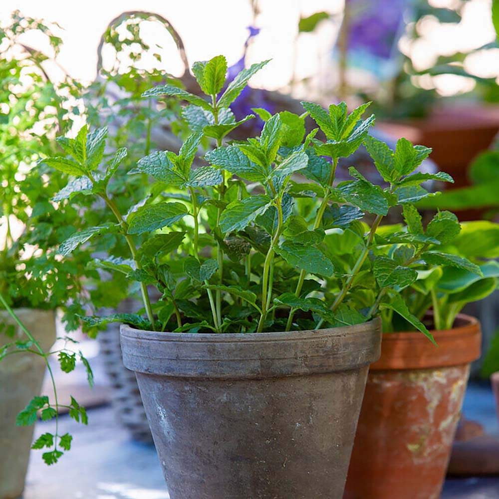 Menta Marocana la ghiveci (Mentha spicata Moroccan)