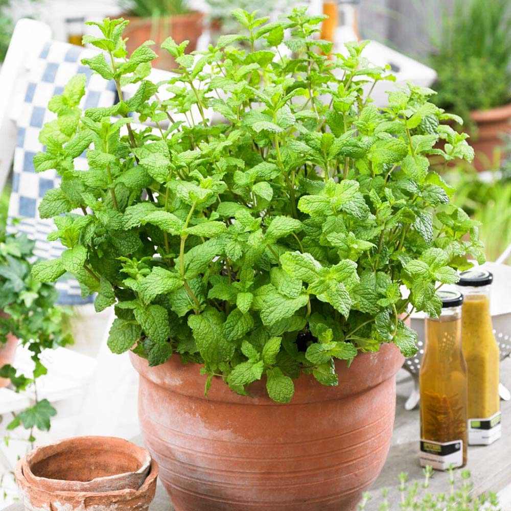 Menta Marocana la ghiveci (Mentha spicata Moroccan)