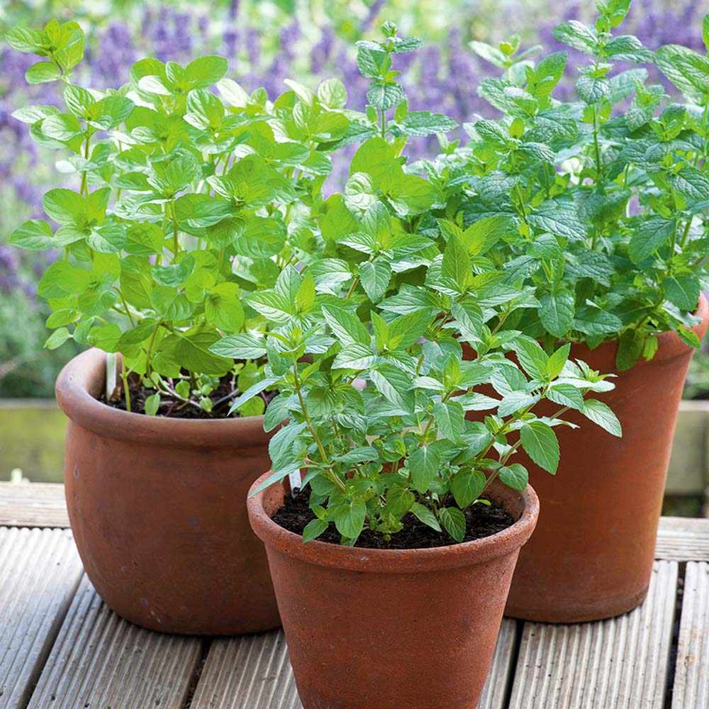 Menta Marocana la ghiveci (Mentha spicata Moroccan)