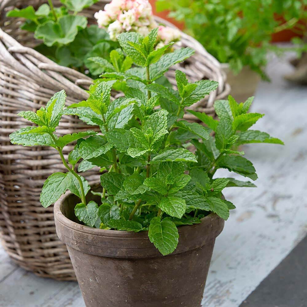 Menta Marocana la ghiveci (Mentha spicata Moroccan)
