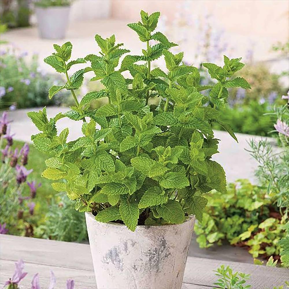 Menta Marocana la ghiveci (Mentha spicata Moroccan)