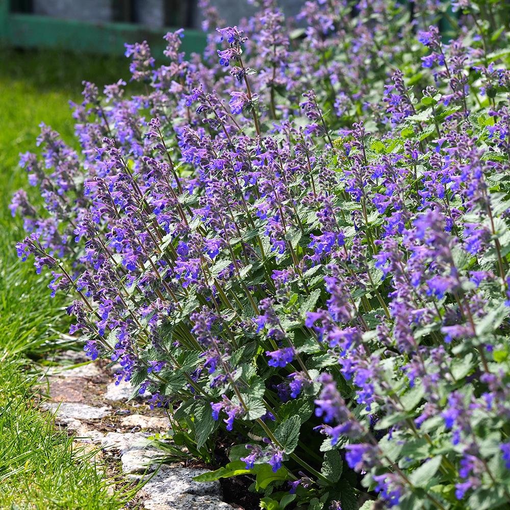 Menta Pisicii, Iarba Matei, Catusnica (Nepeta)