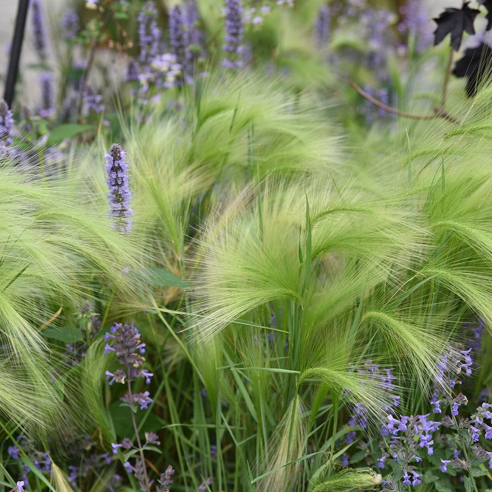 Menta Pisicii, Iarba Matei, Catusnica (Nepeta)