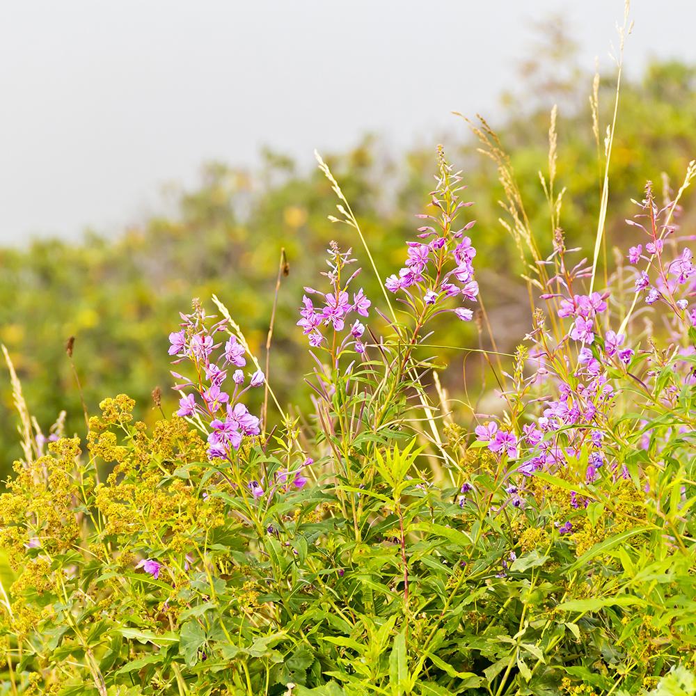 Menta Pisicii (Nepeta) Alba