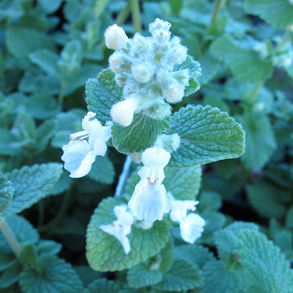 Menta Pisicii (Nepeta) Alba