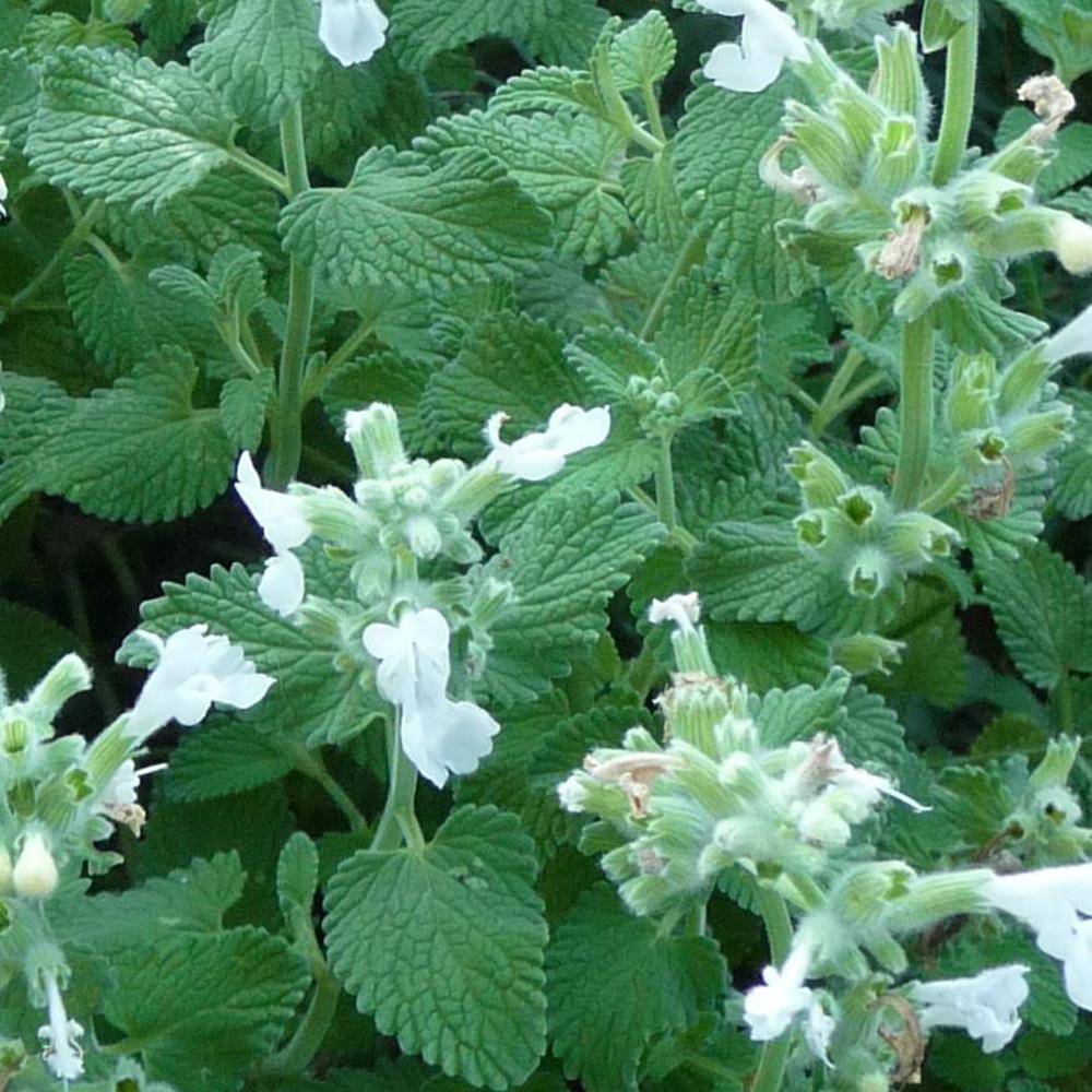 Menta Pisicii (Nepeta) Alba