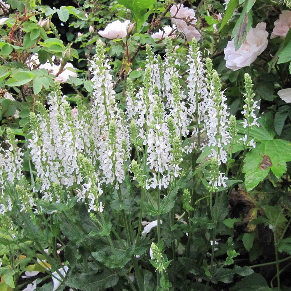 Menta Pisicii (Nepeta) Alba