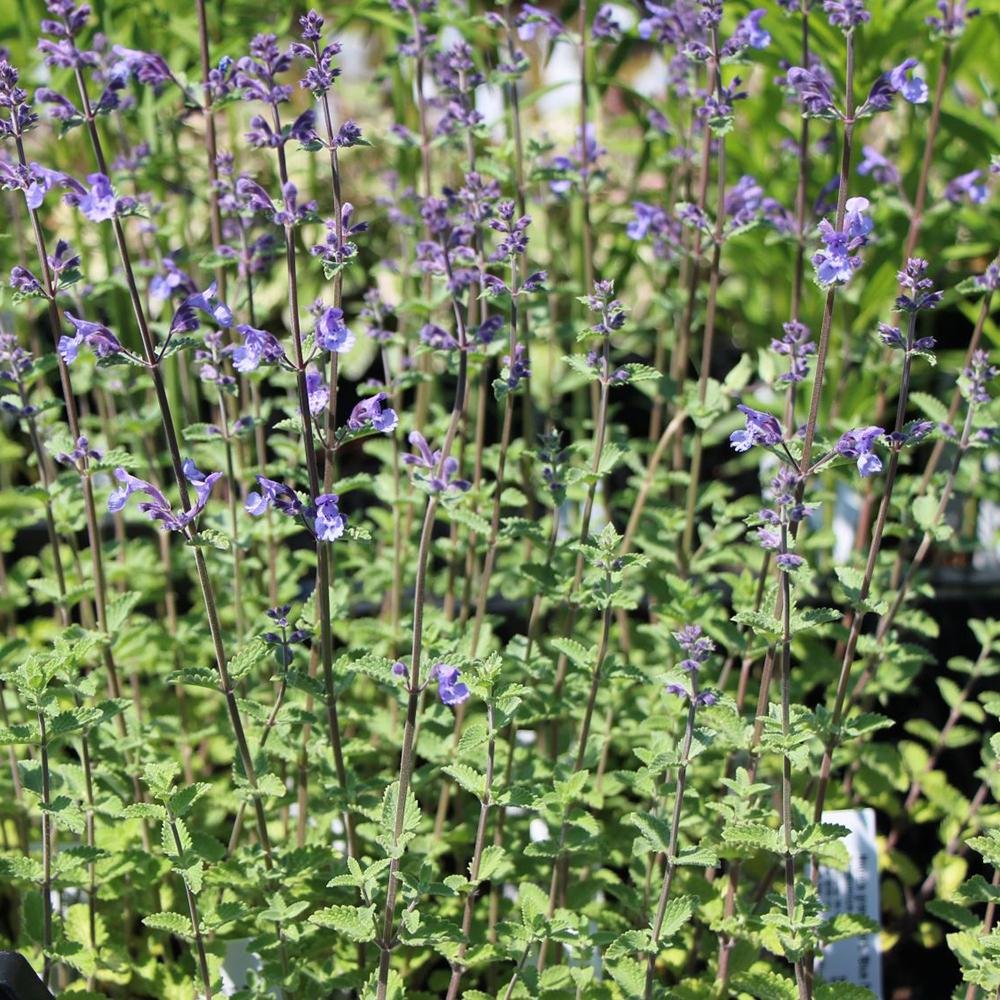 Menta Pisicii (Nepeta) Blue Danube