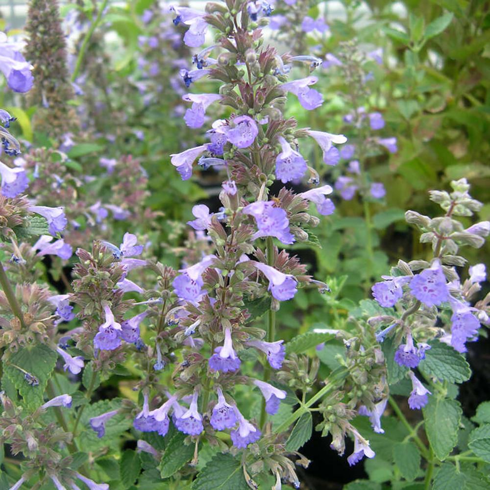 Menta Pisicii (Nepeta) Blue Danube