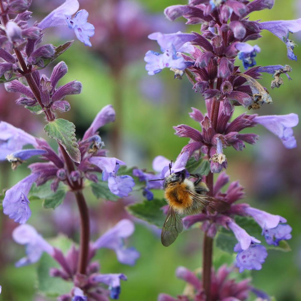 Menta Pisicii (Nepeta) Blue Danube