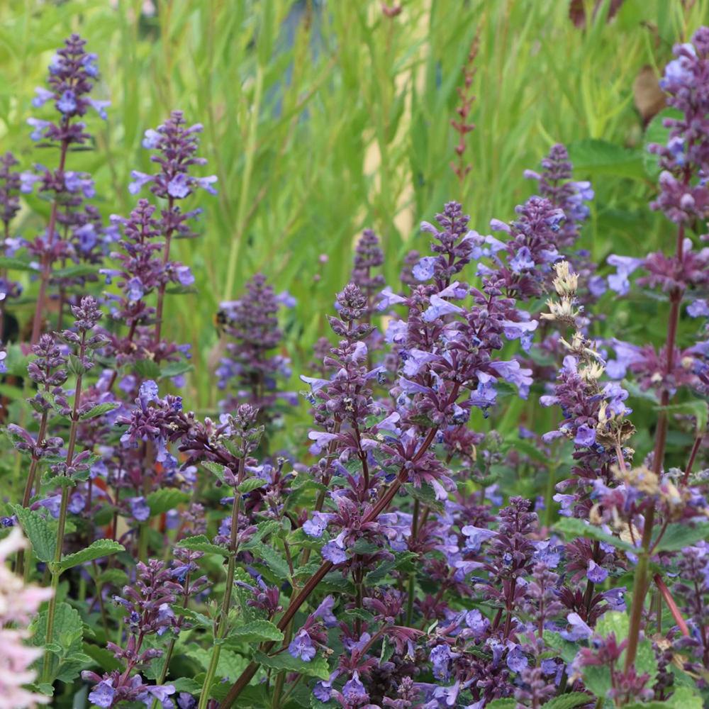 Menta Pisicii (Nepeta) Blue Danube