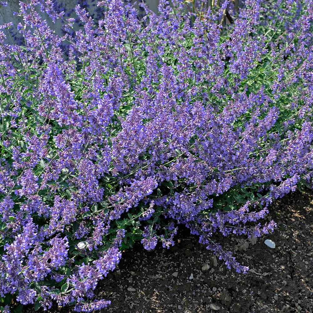 Menta Pisicii (Nepeta) Dropmore