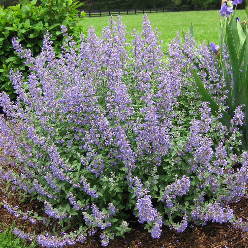 Menta Pisicii (Nepeta) Dropmore